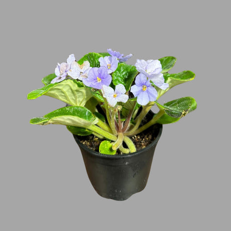 African Violet Live Plant in a Nursery Pot