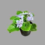 African Violet Live Plant in a Nursery Pot