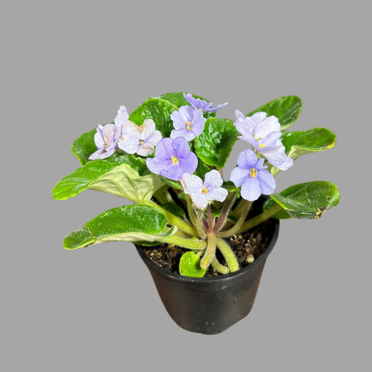 African Violet Live Plant in a Nursery Pot