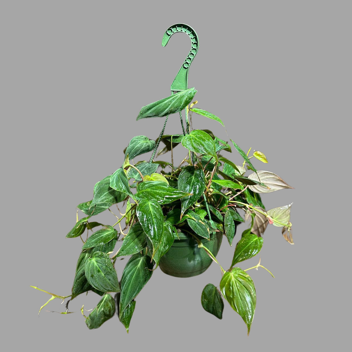 Philodendron Micans Velvet in a 4" Hanging Basket -Velvet Leaf-Heartleaf Philodendron-Rare Indoor Plant-Rare Hirt's - Easycare Houseplant