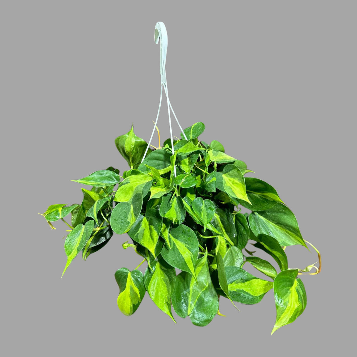 Rare Brazilian philodendron in a 8" Hanging Basket- Philodendron Brazil - Philodendron Hederaceum