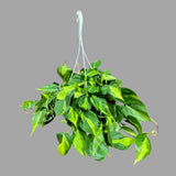 Rare Brazilian philodendron in a 8" Hanging Basket- Philodendron Brazil - Philodendron Hederaceum