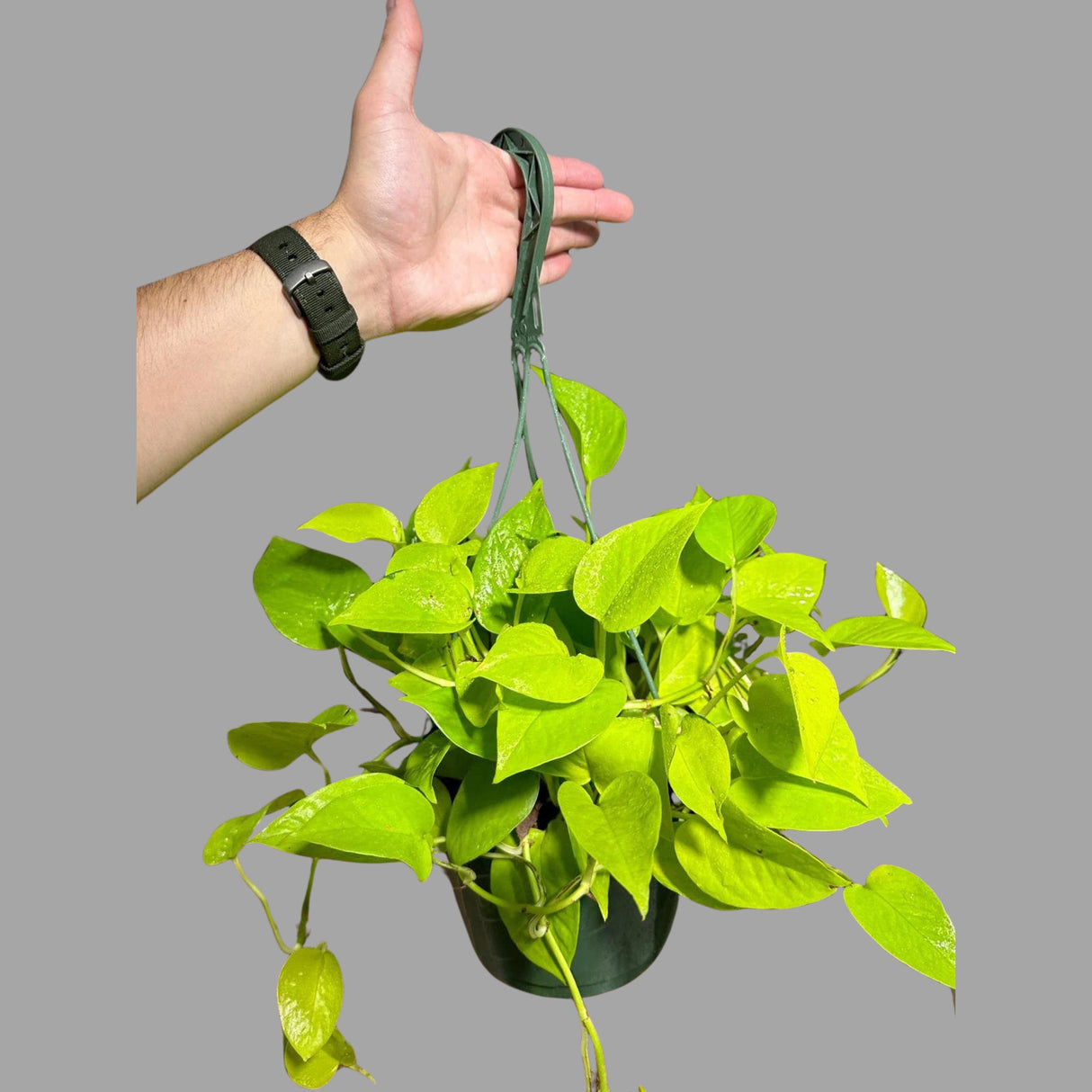 Lemon Lime Philodendron in a Hanging Basket - Neon philodendron- Philodendron Cordatum - Hederaceum - Lemon Lime - Neon Cordatum