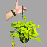 Lemon Lime Philodendron in a Hanging Basket - Neon philodendron- Philodendron Cordatum - Hederaceum - Lemon Lime - Neon Cordatum