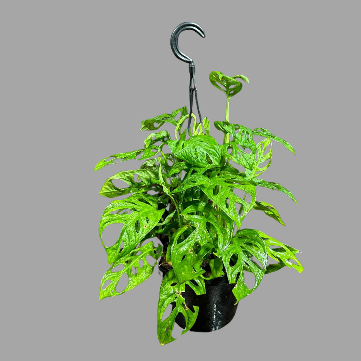 Swiss Chees Plant in a Hanging Basket | Indoor Vining Houseplant | Low light air Purifier Plant - Monstera adansonii - US Seller
