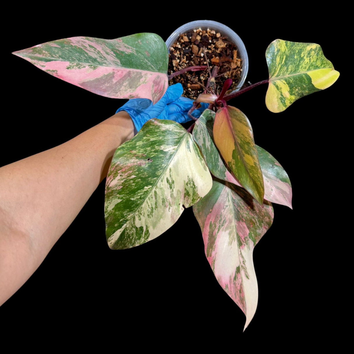 Variegated Philodendron Strawberry Shake in a Nursery Pot - Large Strawberry Shake RARE Collector Plant - Tropical Houseplant - US Seller