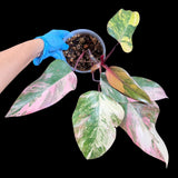 Variegated Philodendron Strawberry Shake in a Nursery Pot