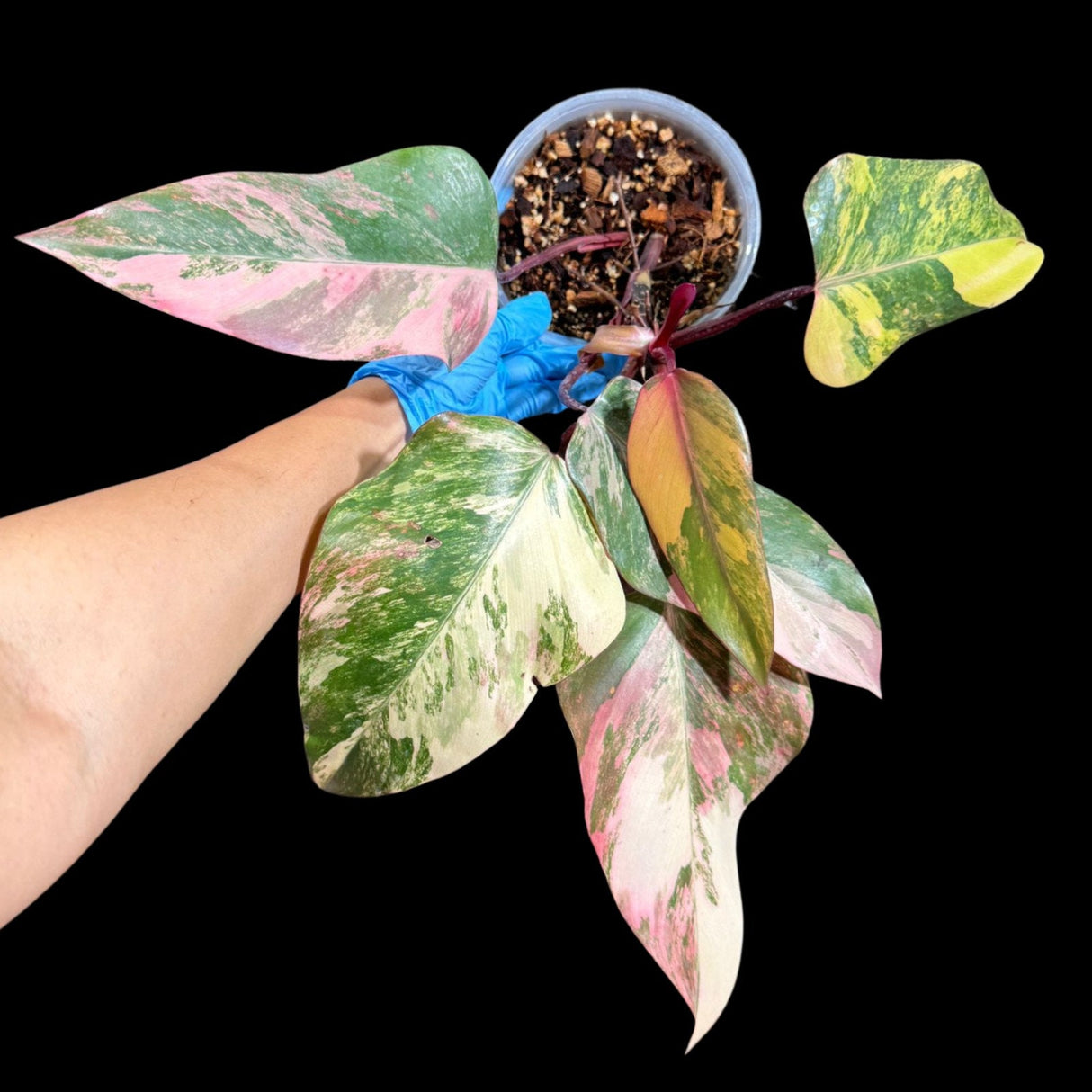 Variegated Philodendron Strawberry Shake in a Nursery Pot - Large Strawberry Shake RARE Collector Plant - Tropical Houseplant - US Seller