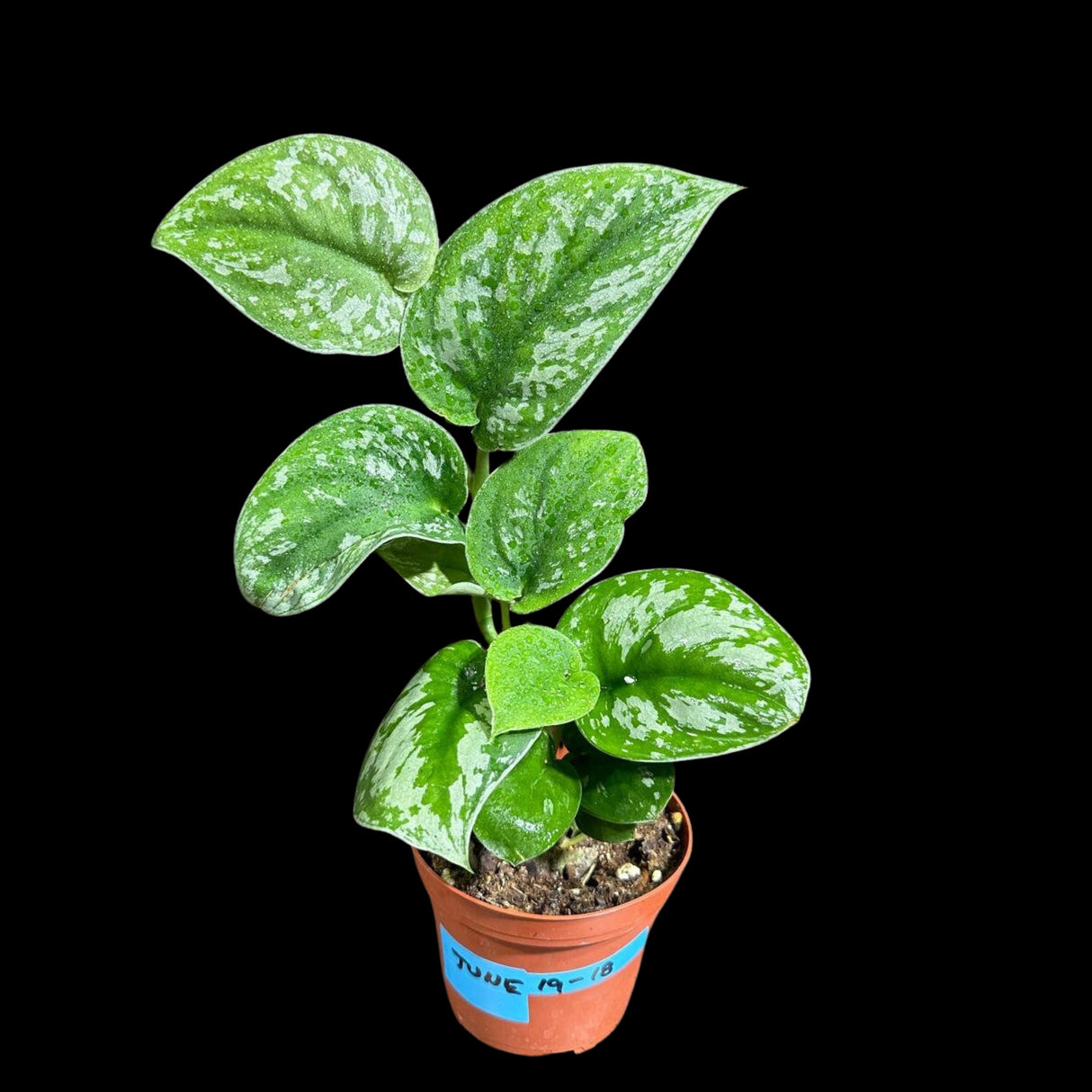 Silver Pothos Potted Plant