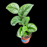 Silver Pothos Potted Plant