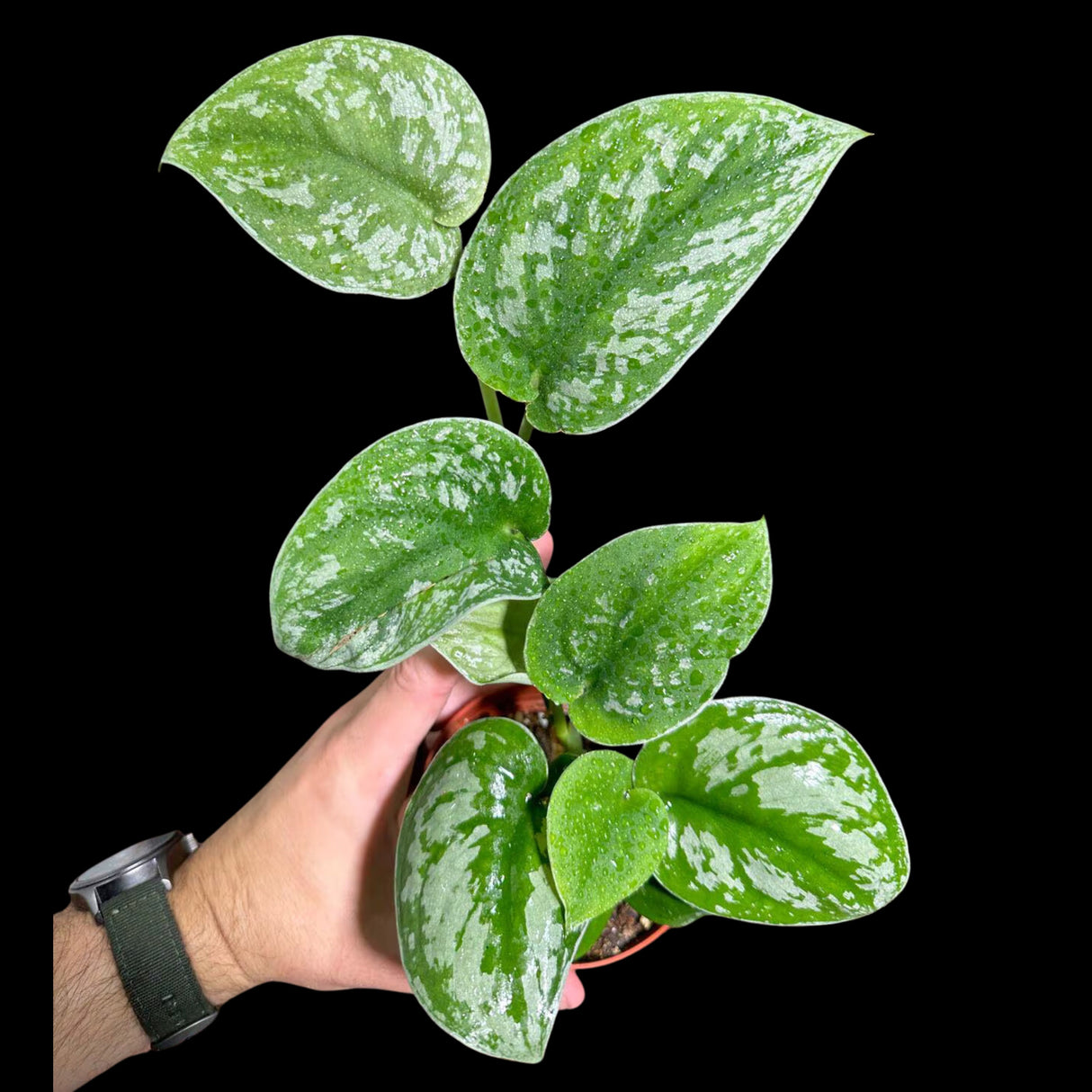 Silver Pothos Potted Plant