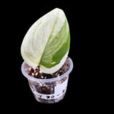 Variegated Scindapsus Rubicon in a Nursery Pot