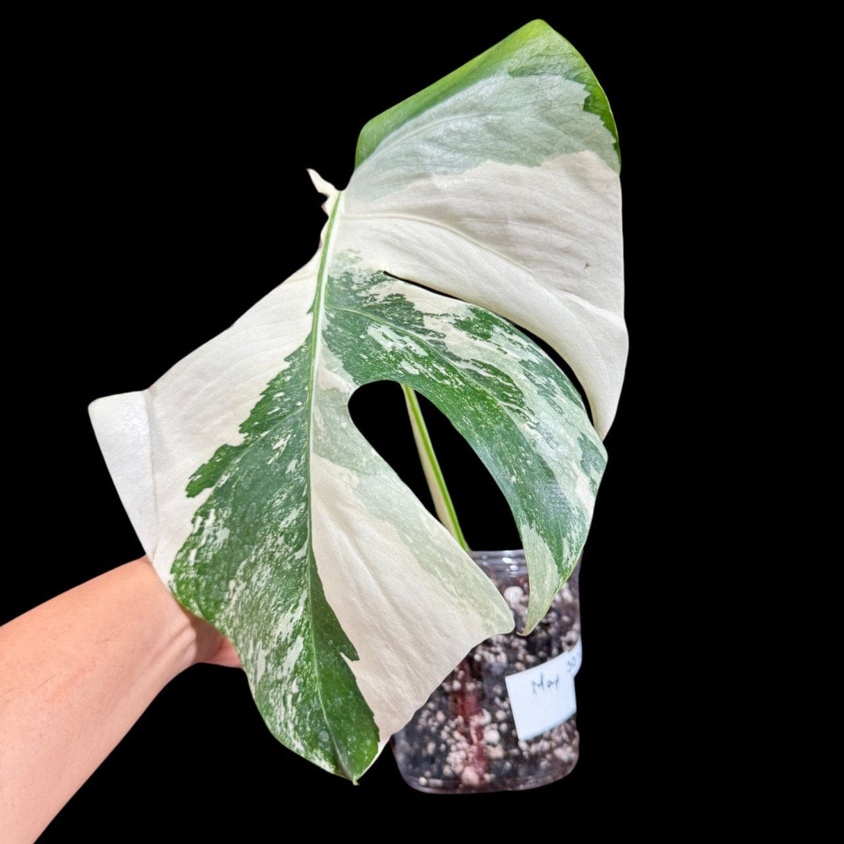 Variegated Monstera Albo Plant in a Nursery Pot - Highly Variegated Monstera ALBO Top Cut Potted Plant - Rare Houseplant - US SELLER