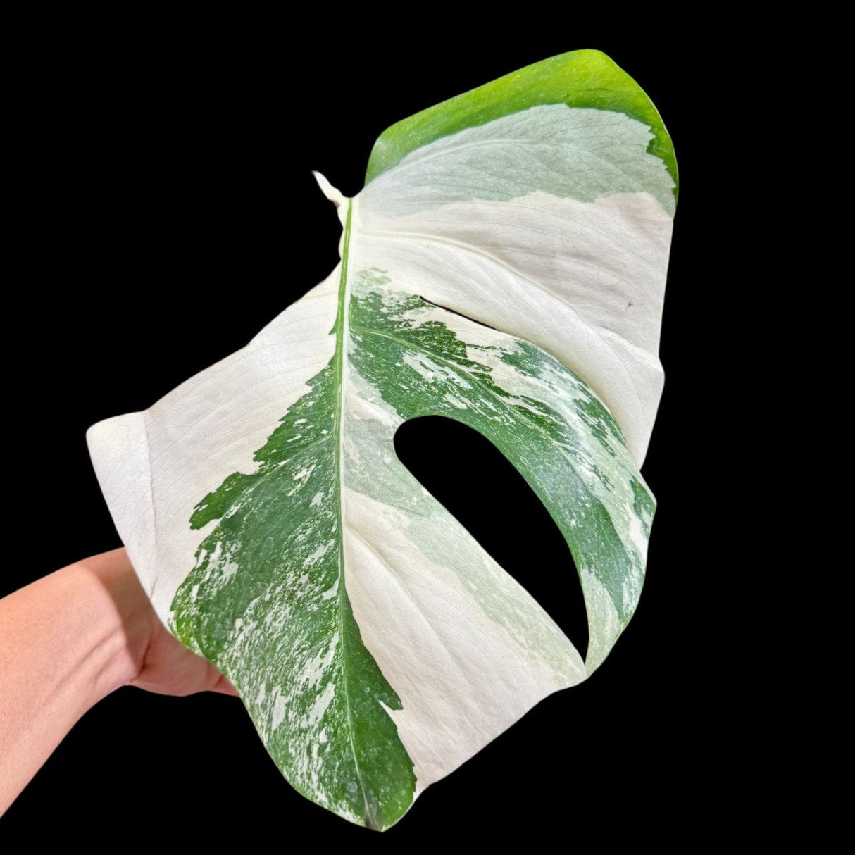 Variegated Monstera Albo Plant in a Nursery Pot - Highly Variegated Monstera ALBO Top Cut Potted Plant - Rare Houseplant - US SELLER