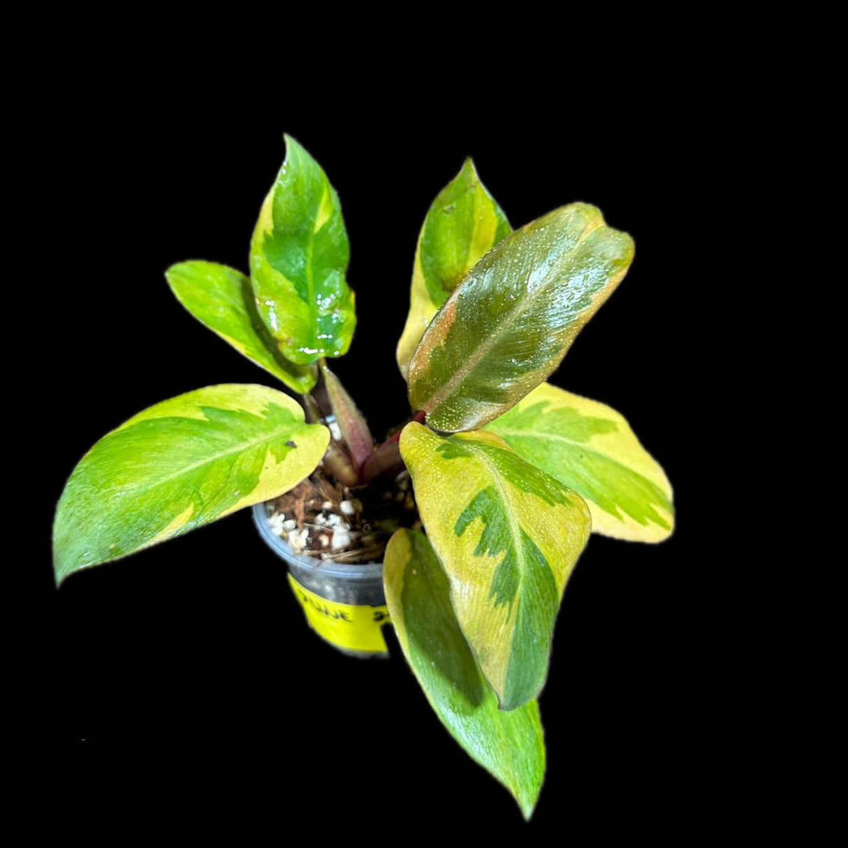 Variegated Black Cardinal Philodendron - EXTREMELY RARE - Collector Plant - Same Plant - US Seller - Very Hard to come by