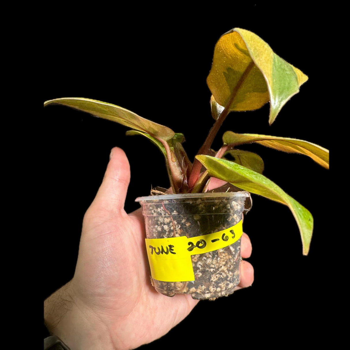 Variegated Black Cardinal Philodendron - EXTREMELY RARE - Collector Plant - Same Plant - US Seller - Very Hard to come by