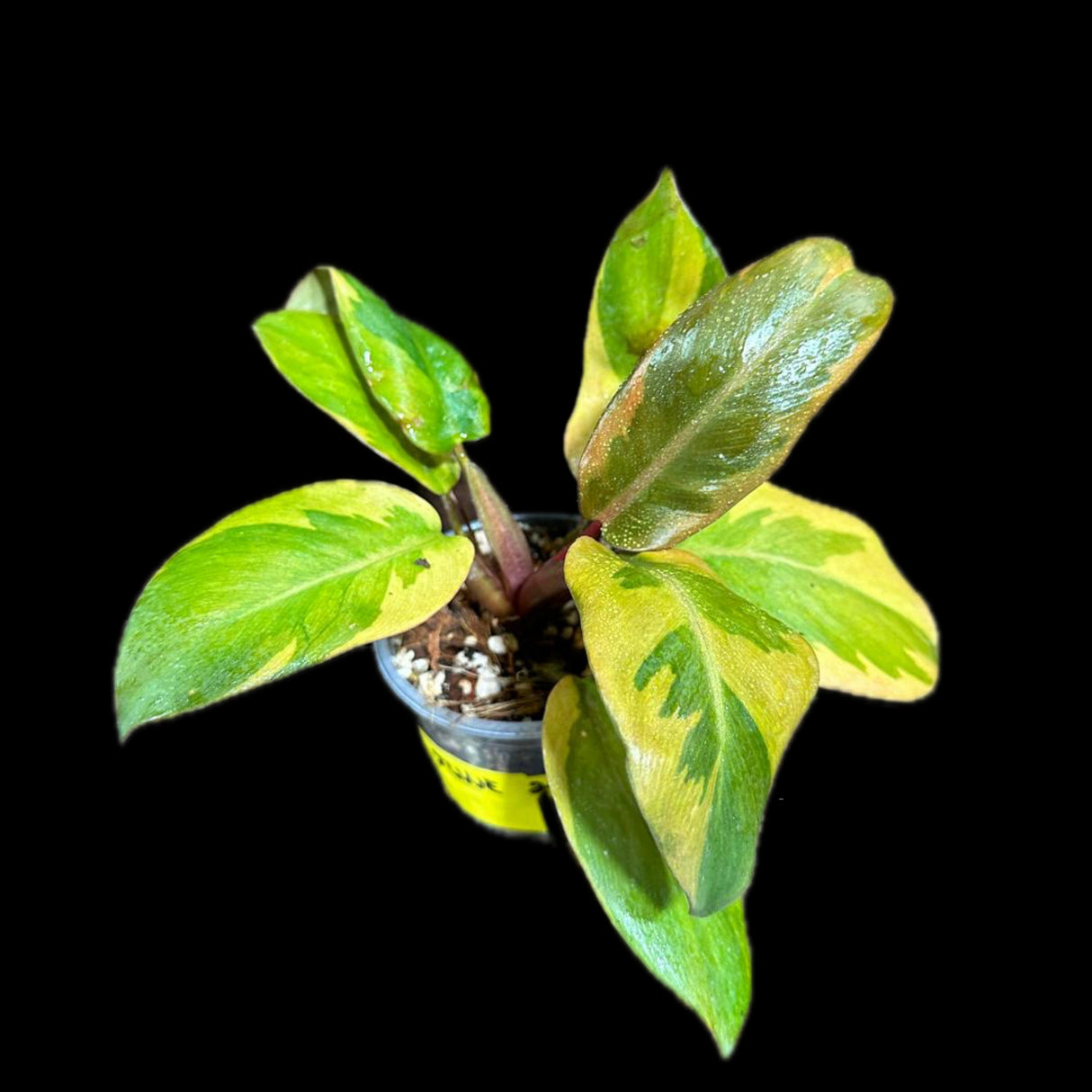 Variegated Black Cardinal Philodendron - EXTREMELY RARE - Collector Plant - Same Plant - US Seller - Very Hard to come by