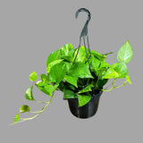Golden Pothos in a 6" Hanging Basket - Easy Care Houseplant - Low light Indoor Plant - Devils Ivy Plant - Air purifier plant