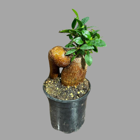 Ficus Microcarpa Ginseng in a Nursery Pot- Small Bonsai Plant-Funny New Doctor Gift-Plant Lover Gift-Plant Mom Dad Gift-Office Gift