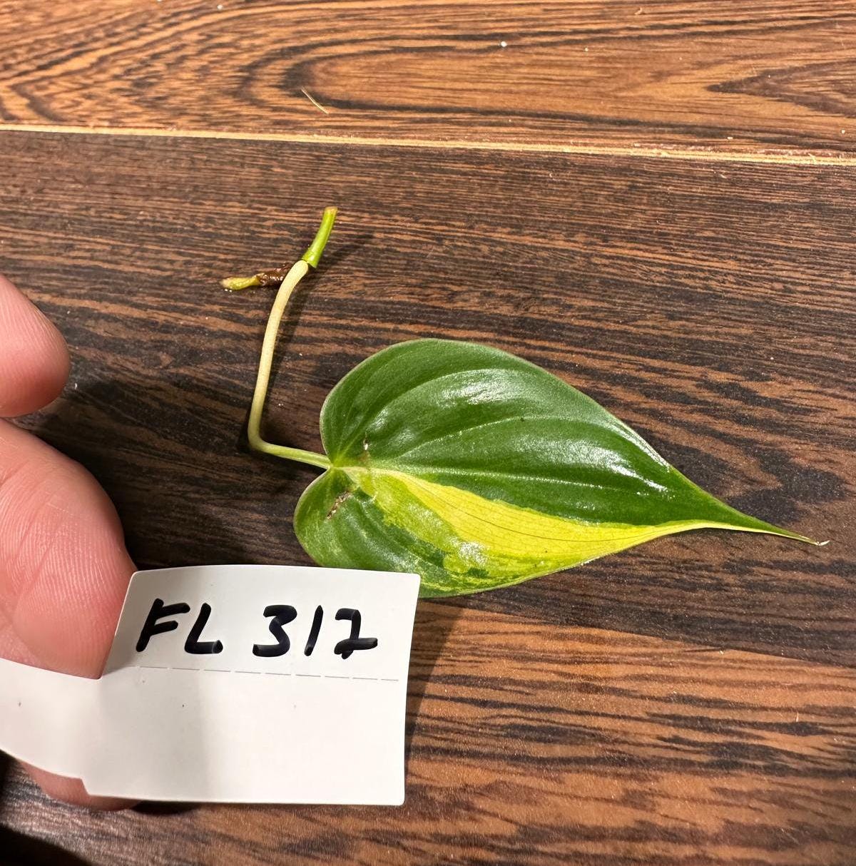 Rare Variegated Philodendron Mican Aurea High Variegated Leaf Cutting - Beginners Plant - Rare Collector Plant - US Seller