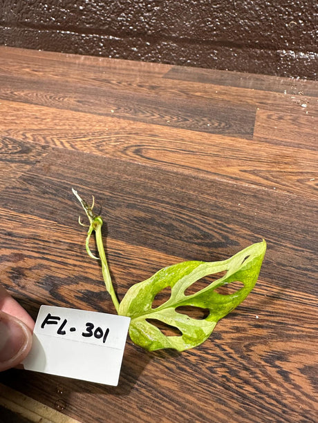 Variegated Monstera Adansonii Indonesian Mint - Rare Monstera Adansonii Mint - Variegated Adansonii Cutting - Exact Same Plant - US SELLER