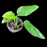 Variegated Monstera Standleyana Aurea in a Nursery Pot