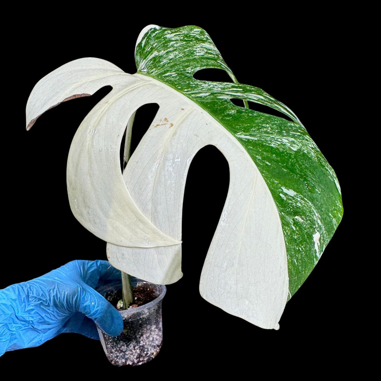 Variegated Monstera Albo Plant in a Nursery Pot - Highly Variegated Monstera ALBO Top Cut Potted Plant - Rare Houseplant - US SELLER