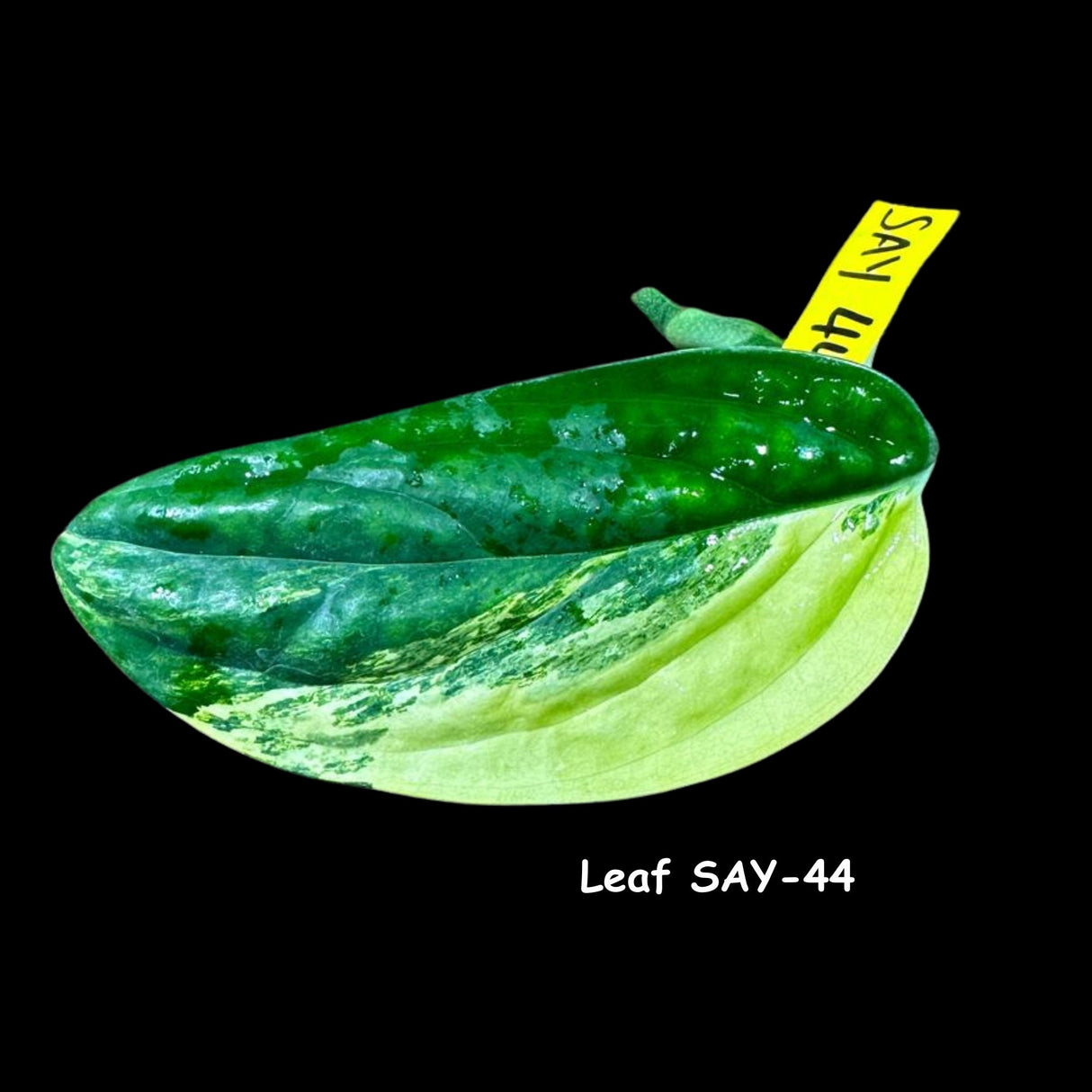 Variegated Monstera Peru Cuttings - Monstera Karstenianum Peru Variegated Rare Houseplants - Live Plant- Pet Safe Office Plant - US Seller