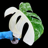Variegated Monstera Albo Plant in a Nursery Pot - Highly Variegated Monstera ALBO Top Cut Potted Plant - Rare Houseplant - US SELLER