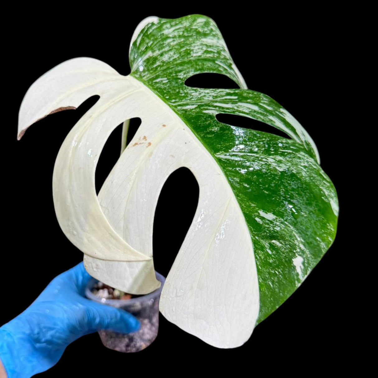 Variegated Monstera Albo Plant in a Nursery Pot - Highly Variegated Monstera ALBO Top Cut Potted Plant - Rare Houseplant - US SELLER