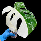 Variegated Monstera Albo Plant in a Nursery Pot - Highly Variegated Monstera ALBO Top Cut Potted Plant - Rare Houseplant - US SELLER