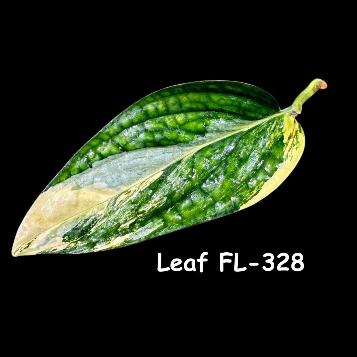 Variegated Monstera Peru Cuttings | Monstera Karstenianum Peru Variegated Live rare houseplants | SAME Cutting as the images - US Seller