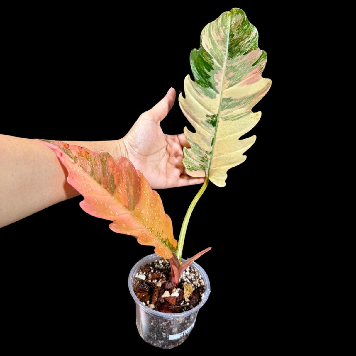 Rare Variegated Philodendron Caramel Marble in a Nursery Pot - Easy Care Indoor Plant - SAME Pot as the image | US SELLER