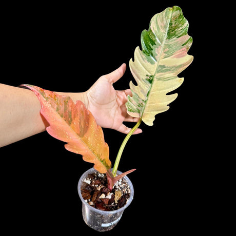 Rare Variegated Philodendron Caramel Marble in a Nursery Pot - Easy Care Indoor Plant - SAME Pot as the image | US SELLER