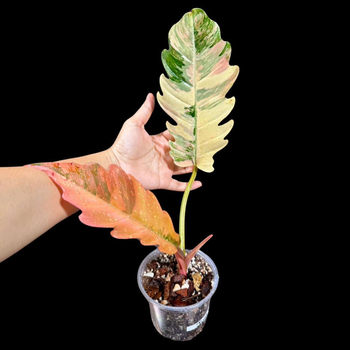 Rare Variegated Philodendron Caramel Marble in a Nursery Pot - Easy Care Indoor Plant - SAME Pot as the image | US SELLER