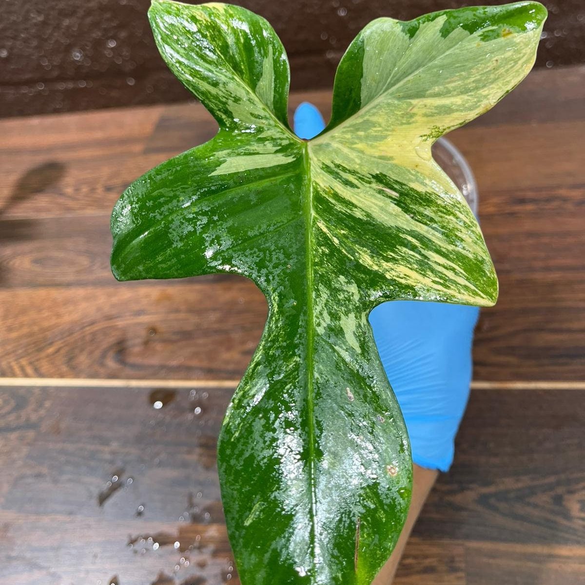 Variegated Philodendron Florida Beauty in a Nursery Pot