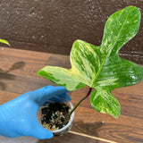 Variegated Philodendron Florida Beauty in a Nursery Pot