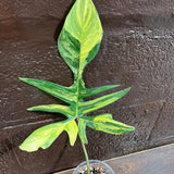 Variegated Philodendron Florida Beauty in a Nursery Pot