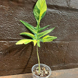 Variegated Philodendron Florida Beauty in a Nursery Pot