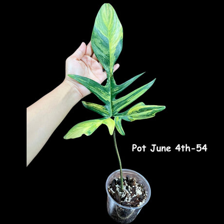 Variegated Philodendron Florida Beauty in a Nursery Pot