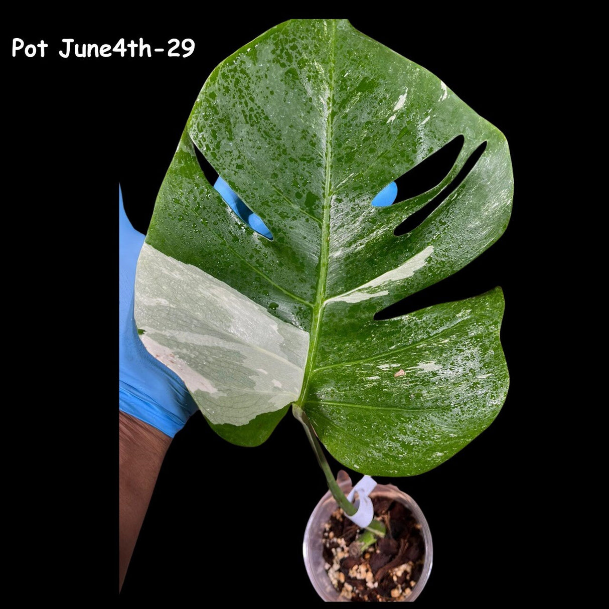 Variegated Monstera Albo Plant in a Nursery Pot - Highly Variegated Monstera ALBO Top Cut Potted Plant - Rare Houseplant - US SELLER