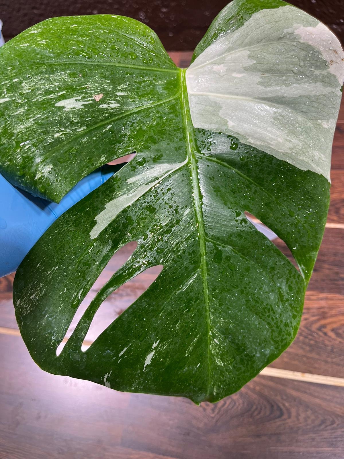 Variegated Monstera Albo Plant in a Nursery Pot - Highly Variegated Monstera ALBO Top Cut Potted Plant - Rare Houseplant - US SELLER