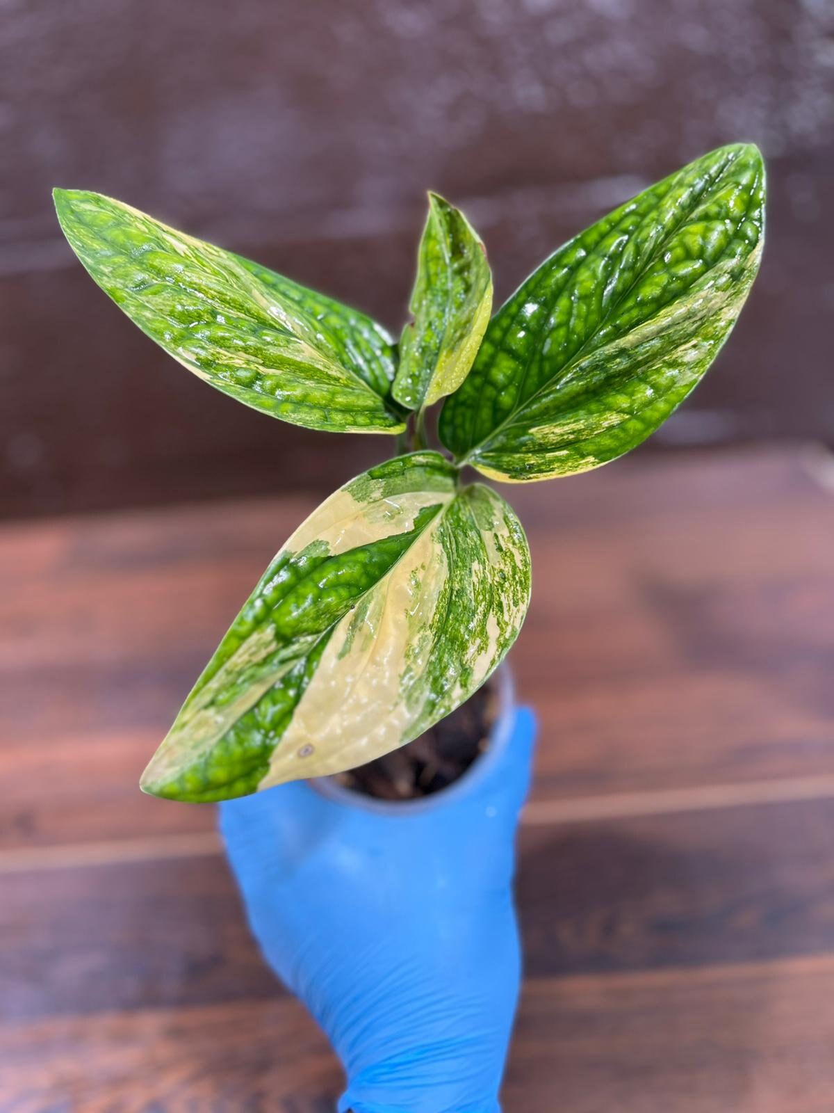 Variegated Monstera Peru in a Nursery Pot | Live Rare Collector Houseplants | Beginners Plant - Indoor Plants - US Seller