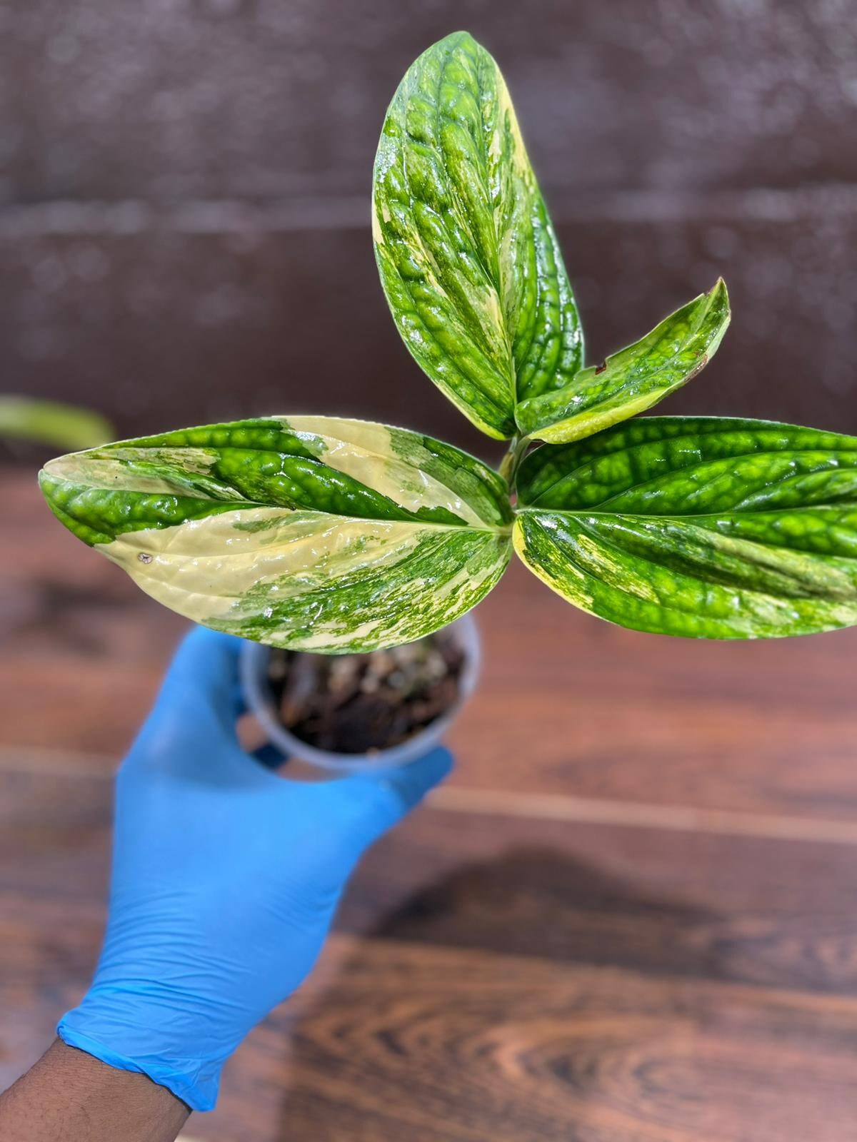Variegated Monstera Peru in a Nursery Pot | Live Rare Collector Houseplants | Beginners Plant - Indoor Plants - US Seller