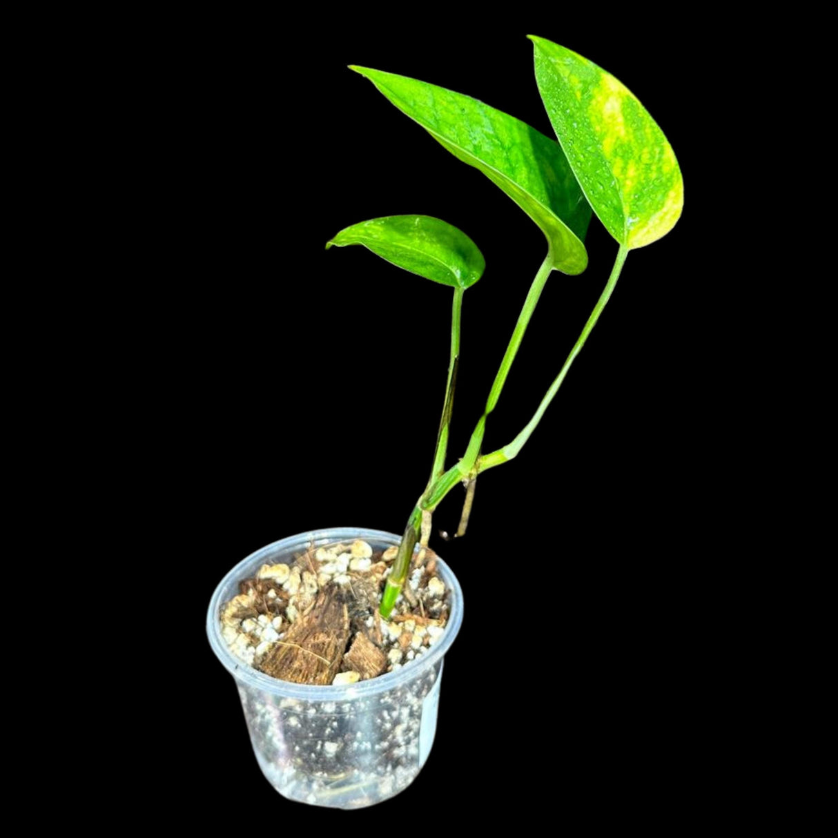 RARE Variegated Epipremnum Pinnatum 'Golden Flame' in a Nursery Pot - High Variegated Indoor Plant -SAME Pot as picture - US Seller