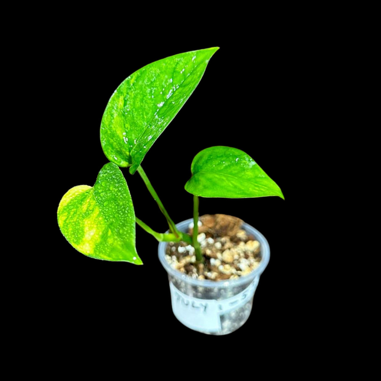 RARE Variegated Epipremnum Pinnatum 'Golden Flame' in a Nursery Pot - High Variegated Indoor Plant -SAME Pot as picture - US Seller