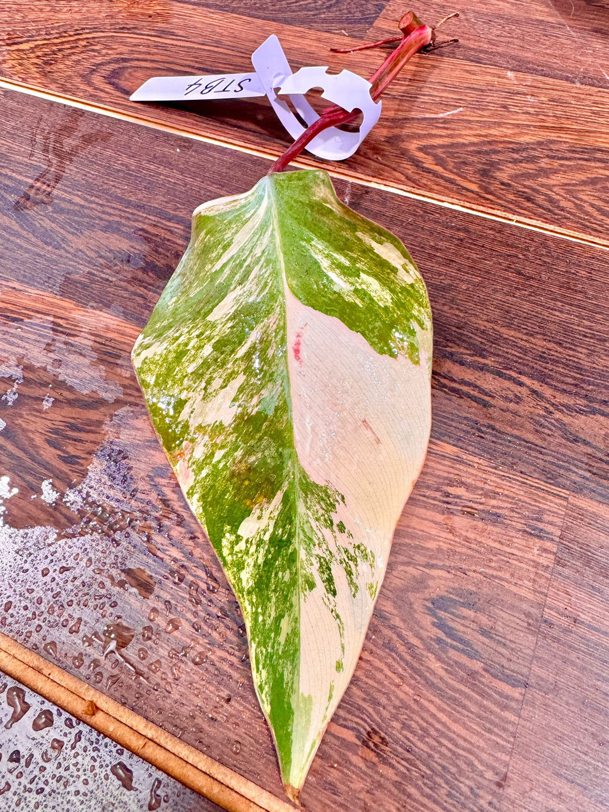 Variegated Philodendron Strawberry Shake Cutting - Rare collector starter plant - Live Indoor Plant - Gift for Mom - US Seller