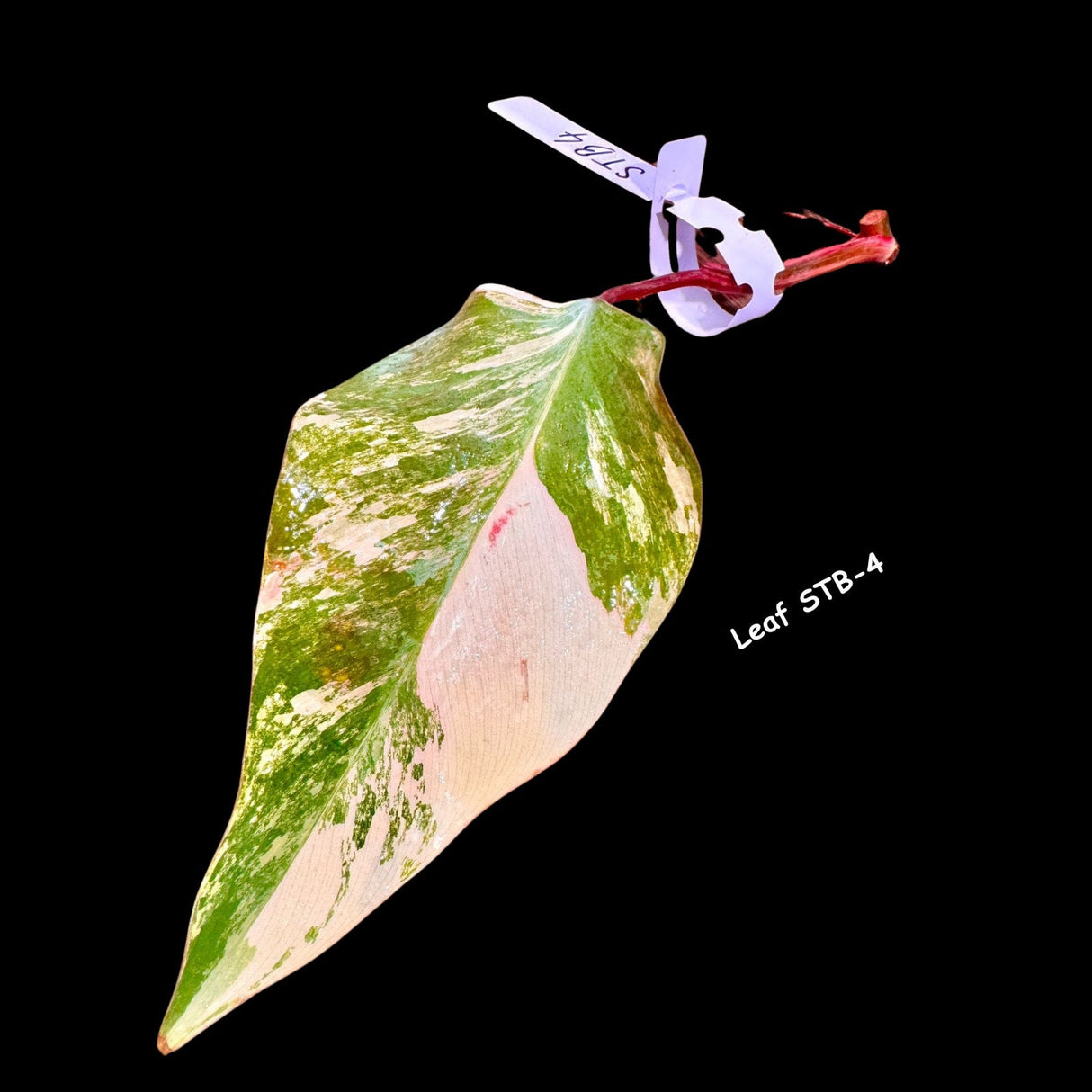 Variegated Philodendron Strawberry Shake Cutting - Rare collector starter plant - Live Indoor Plant - Gift for Mom - US Seller