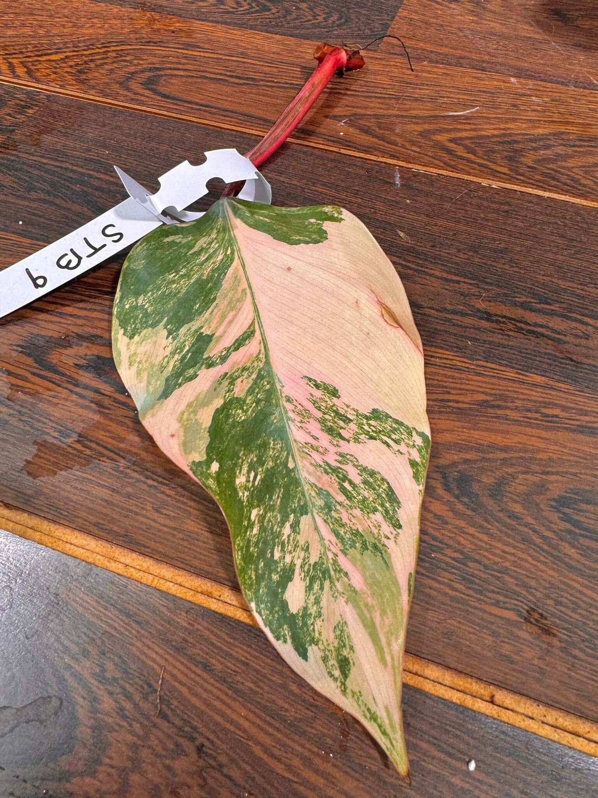Variegated Philodendron Strawberry Shake Cutting - Rare Collector Starter Plant - Pink Philodendron - Pet Friendly Plant - US Seller