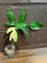 Variegated Philodendron Florida Beauty in a Pot - Extremely Rare Variegated Florida Beauty Live Indoor plant -Similar Potted Plant